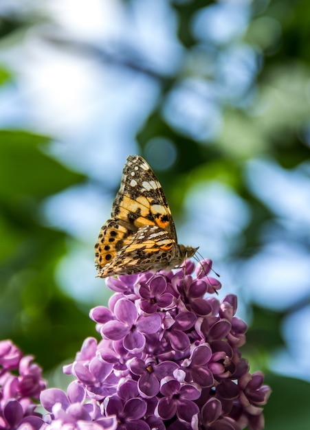 Fiori lilla e una farfalla sul giardino