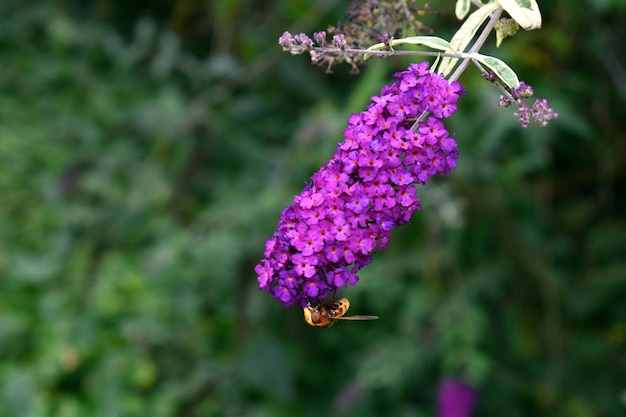 Fiori lilla estivi Buddleja davidii Arlecchino e il calabrone asiatico Vespa velutina