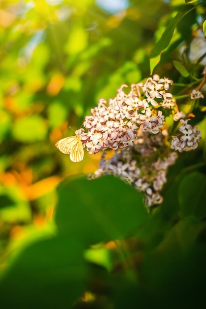 Fiori lilla in fiore con farfalla nella giornata di sole