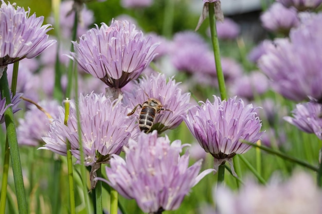 Fiori lilla in fiore nel giardino, primo piano