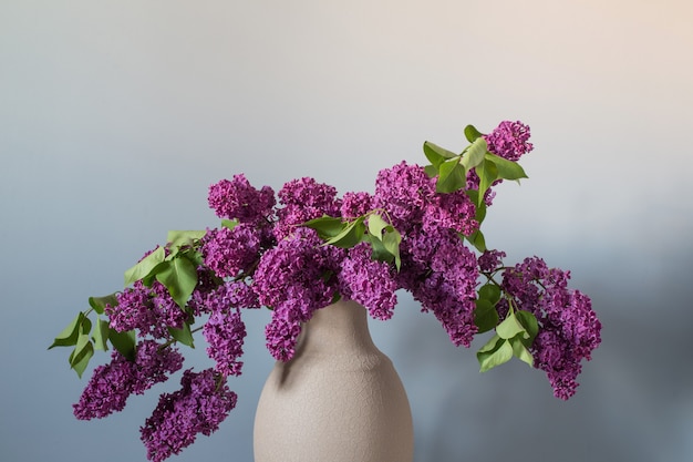 Fiori lilla in vaso di terracotta su parete di fondo