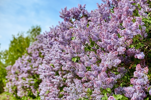 Fiori lilla luminosi in una bella giornata di sole estivo