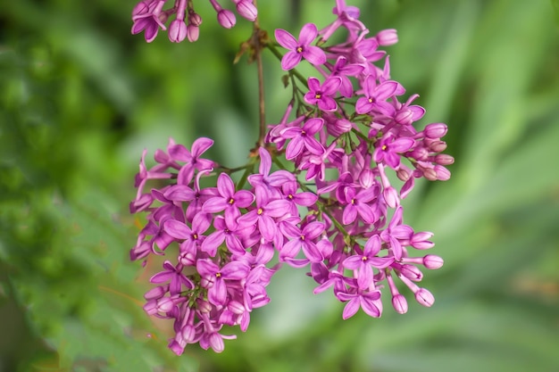 Fiori lilla luminosi nella natura primaverile