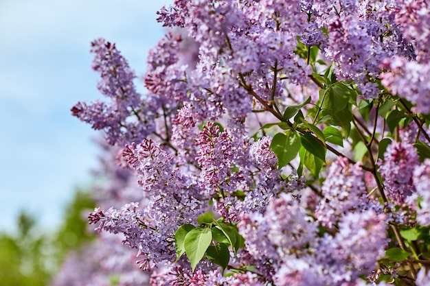 Fiori lilla luminosi sulla bella giornata di sole estivo. I cespugli di lillà di grande bellezza fioriscono in natura.