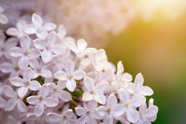 fiori lilla nella calda giornata primaverile Bella scena della natura con albero in fiore Primavera