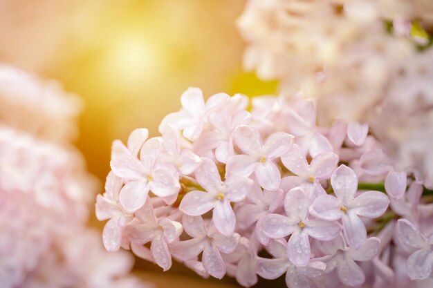 fiori lilla nella calda giornata primaverile Splendida scena naturale con albero in fiore e bagliore solare