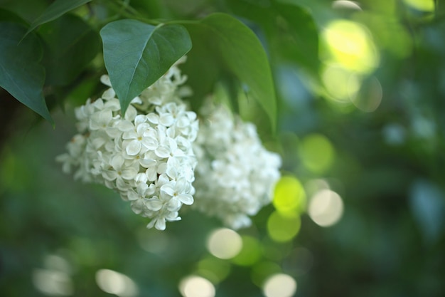 Fiori lilla sboccianti bianchi