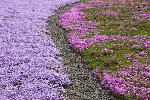 Fiori lilla sull'erba verde
