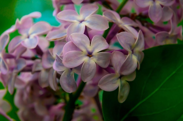 Fiori lilla vicino Fiori con 5 petali