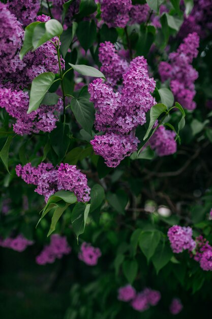 Fiori lilla viola che sbocciano in primavera