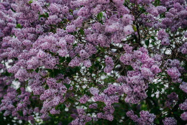 Fiori lilla viola che sbocciano in primavera