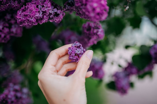 Fiori lilla viola che sbocciano in primavera