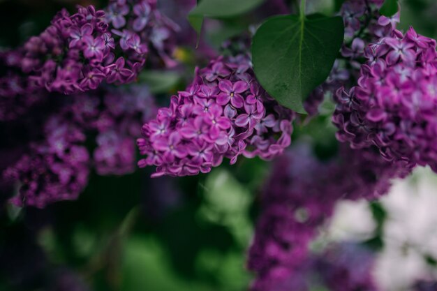 Fiori lilla viola che sbocciano in primavera