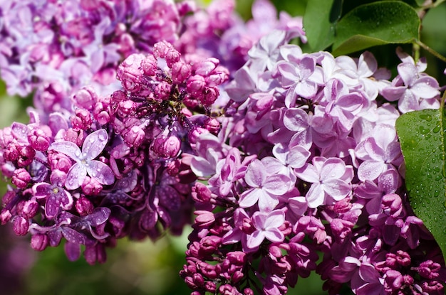 Fiori lilla viola e rosa in un giardino primaverile. Sfondo stagionale romantico.