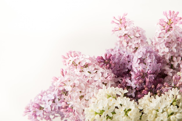 Fiori lilla viola e rosa su bianco