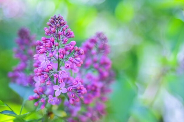 Fiori lilla viola in fiore su uno sfondo sfocato Ramo primaverile di lilla in fiore Copia spazio