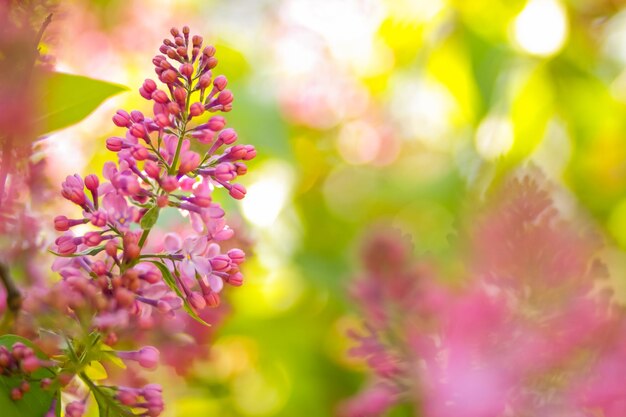 Fiori lilla viola su sfondo sfocato Ramo con fiori lilla primaverili in giardino Copia spazio