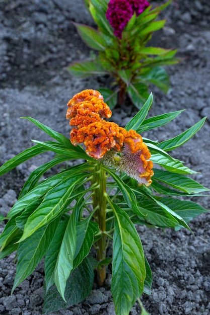 Fiori luminosi di Celosia argentea in un'aiuola nel giardino Hobby della floricoltura