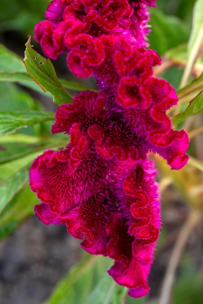 Fiori luminosi di Celosia argentea in un'aiuola nel giardino Hobby della floricoltura