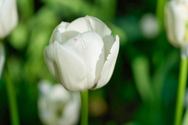 Fiori luminosi di tulipani su un campo di tulipani in una mattina di sole, fiori di primavera tulipani