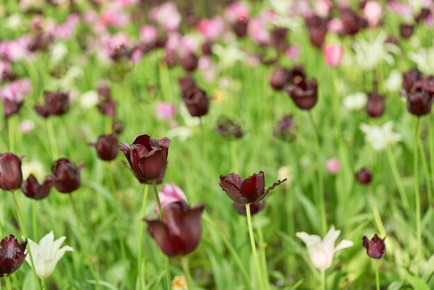 Fiori luminosi di tulipani su un campo di tulipani in una mattina di sole