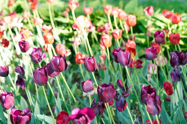 Fiori luminosi di tulipani su un campo di tulipani in una mattina di sole