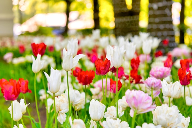 Fiori luminosi di tulipani su un campo di tulipani in una mattina di sole