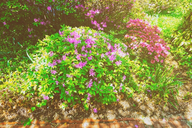 Fiori luminosi fotografati a Washington DC, negli Stati Uniti. Un sacco di fiori possono essere trovati vicino alle case e nella Biblioteca floreale nel National Mall. È stato aperto nel 1969. Tonica