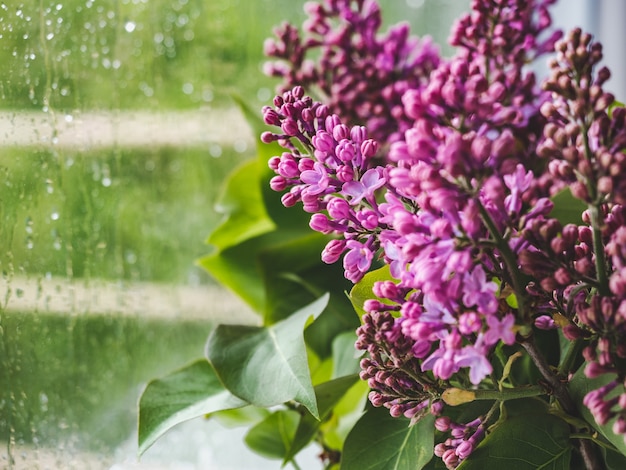 Fiori luminosi in un vaso contro la finestra