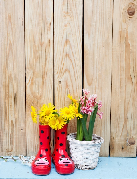 Fiori luminosi in vaso, stivali di gomma rossi su fondo in legno. Fiore di primavera ancora in vita.