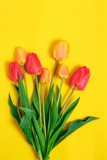 Fiori luminosi, tulipani su uno sfondo giallo.