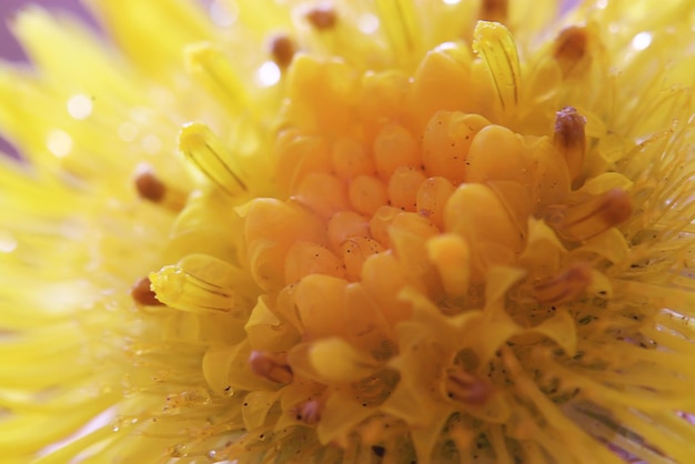 Fiori macro natura selvaggia sfondo