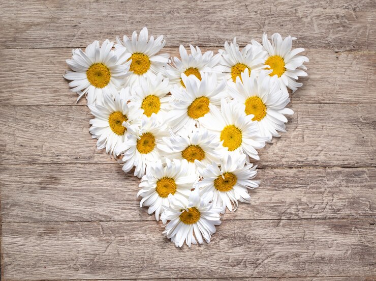 Foto fiori margherita a forma di cuore su fondo in legno