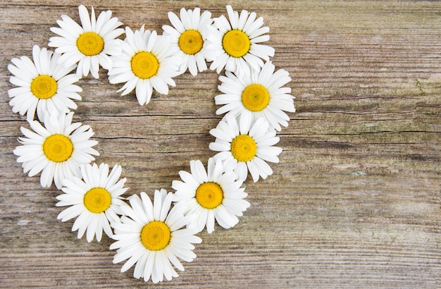 Fiori margherita a forma di cuore