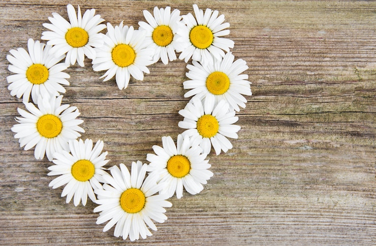 Foto fiori margherita a forma di cuore