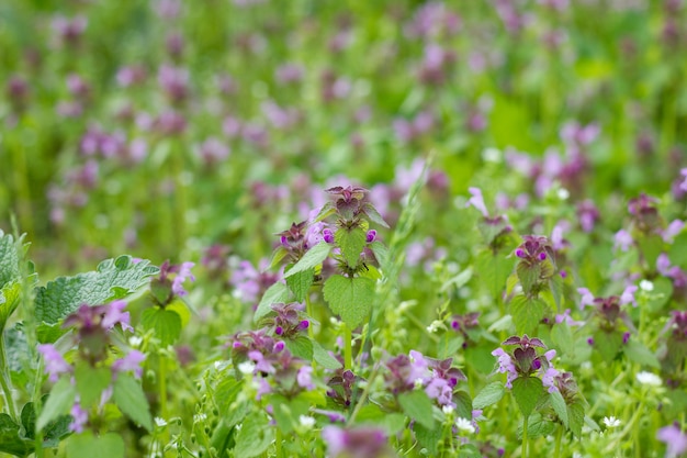 Fiori medicinali viola del campo