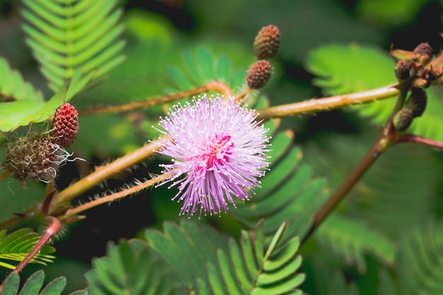 Fiori Mimosa pudica