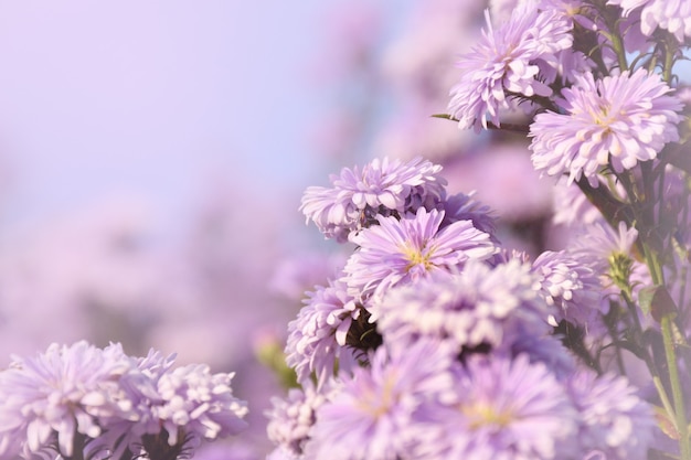 Fiori morbidi e sfocati con sfondo azzurro del cielo