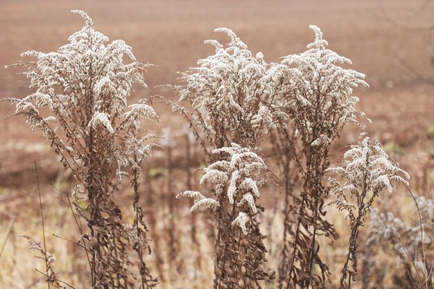 Fiori morbidi secchi nel campo su sfondo beige