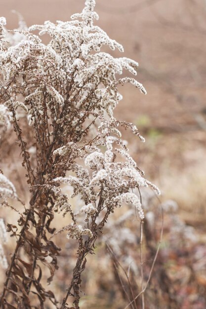 Fiori morbidi secchi nel campo su sfondo beige