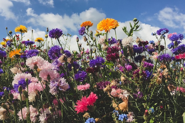 Fiori multicolori che fioriscono contro il cielo