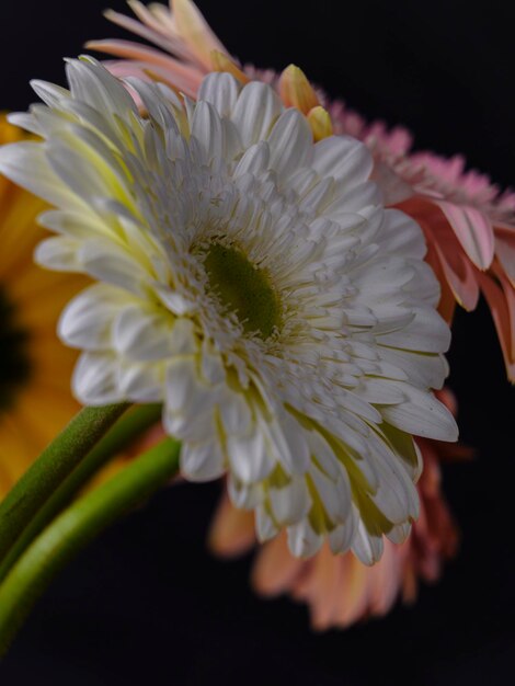 Fiori multicolori della gerbera