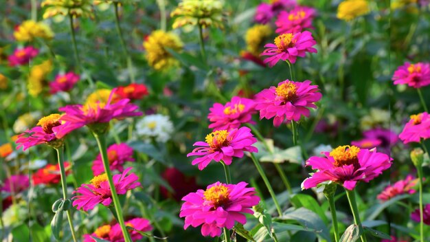 Fiori multicolori nel giardino fiorito