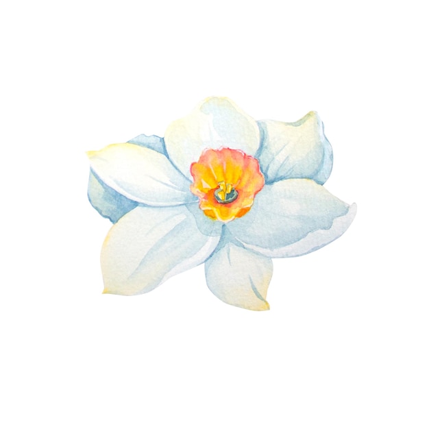 Fiori narcisi illustrazioni ad acquerello onisolate su sfondo bianco illustrazione botanica