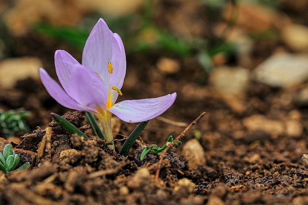 Fiori naturali e selvatici Colchicum triphyllum