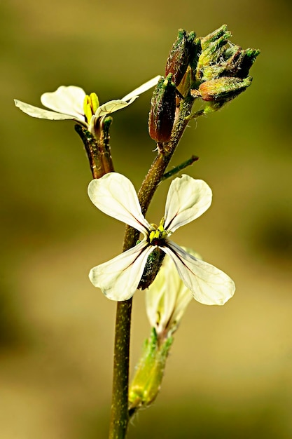 Fiori naturali e selvatici - Eruca vesicaria.