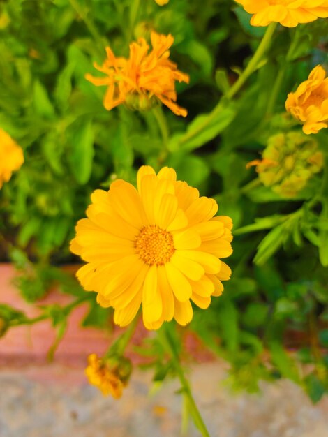 Fiori naturali gialli