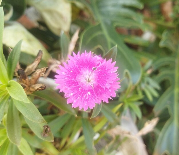 Fiori naturali rossi