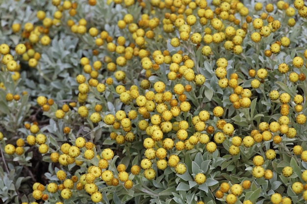 Fiori nei giardini botanici