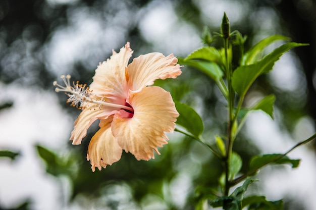 Fiori nel design di toni scuri naturali.